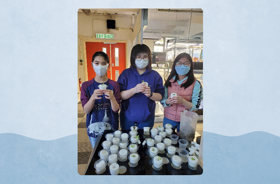 同學們正細心地把在培苗格的大白菜幼苗移植到水耕系統的種植格。